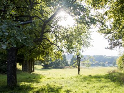 Fastenwoche nach Buchinger - Deine Auszeit für Körper & Seele