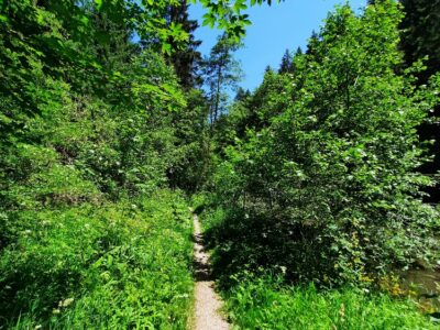 Nähre deine wilde Seele in der Stille des Herbstes. Auszeit im Allgäu: Natur erleben & innere Einkehr