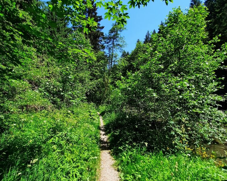 Nähre deine wilde Seele in der Stille des Herbstes. Auszeit im Allgäu: Natur erleben & innere Einkehr
